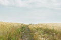 Rural pathway along weeds, wild herbs and field of cereals Royalty Free Stock Photo