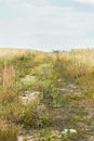 Rural pathway along weeds, wild herbs and field of cereals