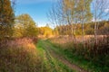 Rural pathway in the autumn forest