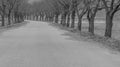 Rural paved road lined with trees in black and white