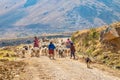 A Peruvian family herding sheep and llamas in rural Peru.