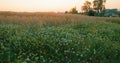 Rural picturesque landscape. Sun sets over chamomile flowers and golden ears of wheat grow on meadow. Sunset. Relax Royalty Free Stock Photo