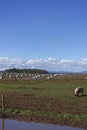 Rural Pig Farming in the Fields near to Leysmill in the Angus Lowlands Royalty Free Stock Photo