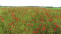 Poppy field, hundreds of red flowers, aerial view