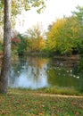A rural pond with geese in Autumn in Maryland Royalty Free Stock Photo