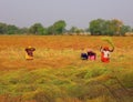 Indian farmers working in the field for to harvesting mustard. Royalty Free Stock Photo