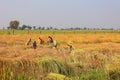 Indian farmers working in the field