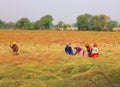 Indian farmers working in the field for to harvesting mustard. Royalty Free Stock Photo