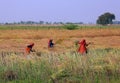 Indian farmers working in the field