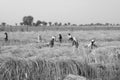 Indian farmers working in the field