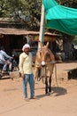 Rural male farmer with his mule walking on the street