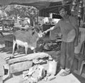 Unidentified man feeds a cow. Cow is a sacred animal in India.