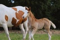 Paint horse mare with foal close up in Texas