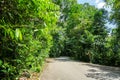 Rural remote paved tarmac road through tropical vivid green lush jungle and palm trees and on Pulau Ubin Island, Singapore