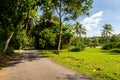 Rural remote unpaved road through tropical vivid green lush jungle, palm trees and on Pulau Ubin Island, Singapore.