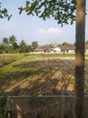 rural rice field atmosphere in the afternoon