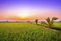 Rural rice field in the sunset