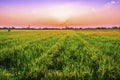 Rural rice field in the sunset Royalty Free Stock Photo