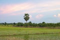 Rural rice fields, a mix of rice and other crops