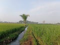 Rural ricefield paddy leaves morning view small river Royalty Free Stock Photo