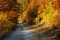 Rural road through the autumn forest, Rodopi mountain, Bulgaria Royalty Free Stock Photo