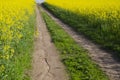 Rural road and blossoming rapeseed fields Royalty Free Stock Photo