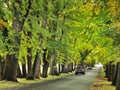 A rural road boundared by large trees