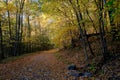 Rural Road Through Canopy of Autumn Leaves