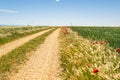 Rural road in the countryside with cereal crops during spring Royalty Free Stock Photo