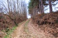 Rural road , countryside view