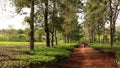 Rural road in Daklak, Vietnam