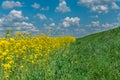 Rural road on the edge of the agricultural field. summer Royalty Free Stock Photo