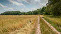 rural road on the edge of the agricultural field. summer Royalty Free Stock Photo