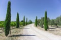Rural road entry to vineyard and olive oil trees organic farmland, evergreen pine trees on both side under vivid blue sky