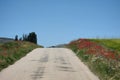 Rural road in the fields seamed by poppies and this fantastic blue sky Royalty Free Stock Photo