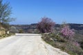 The rural road and flowering trees along it in the mountains Greece, Peloponnese Royalty Free Stock Photo