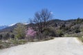 The rural road and flowering trees along it in the mountains Greece, Peloponnese Royalty Free Stock Photo