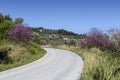 Rural road and flowering trees along it on a spring day Euboea island, Greece