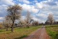 Rural road and flowering trees, springtime view Royalty Free Stock Photo