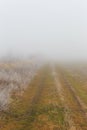 Rural road in the fog, in winter