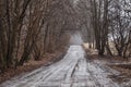 Rural road through the forest in early spring. Royalty Free Stock Photo