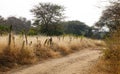 The rural road with grass fields in Bagan, Myanmar Royalty Free Stock Photo