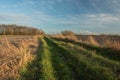 Rural road with grass, plowed fields, a copse with trees without leaves and clouds on a sky