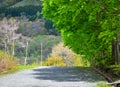 Rural road with green trees at spring time Royalty Free Stock Photo