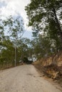 Rural road in Guatemala, eucalyptus forest. dirt road. Royalty Free Stock Photo