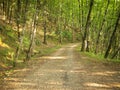 Rural road in the jungle background at sunny summer day. Royalty Free Stock Photo