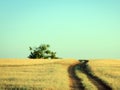 Rural road leading to a lonely oak tree Royalty Free Stock Photo