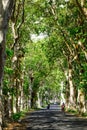 Rural road with many green trees Royalty Free Stock Photo