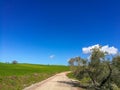 Rural road in middle of a green grass field in Andalusia Royalty Free Stock Photo