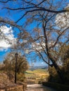 Rural road in middle of a green grass field in Andalusia Royalty Free Stock Photo